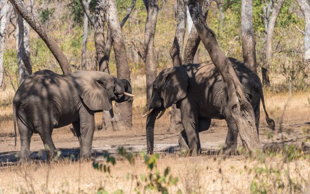5-Days / 4 Nights Super Malawi Safari