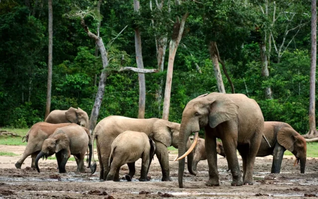 Forest Elephant