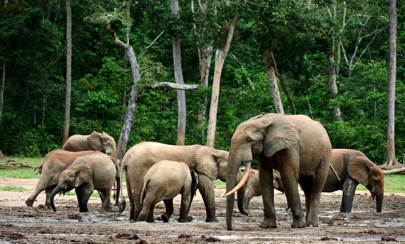 Forest Elephant