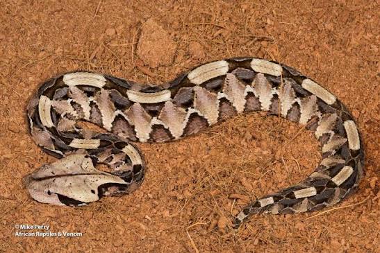 Gaboon Viper