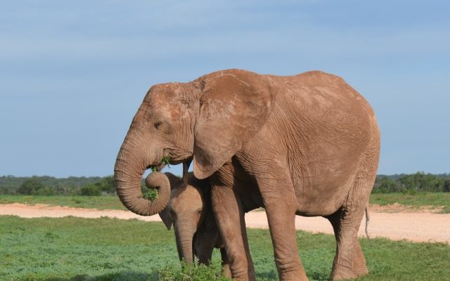 5-Day Budget Garden Route & Addo Group Tour