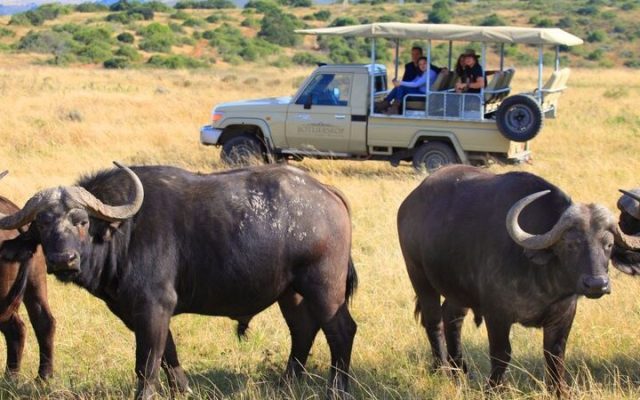 5-Day Garden Route and Private Game Reserve