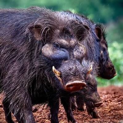 Giant Forest Hog
