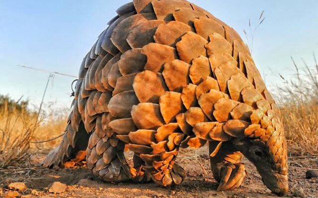 Giant Pangolin