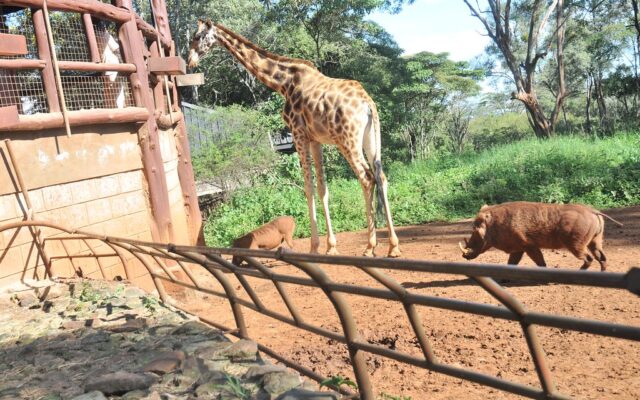 ½-Day Nairobi Excursion National Park & Giraffe Center