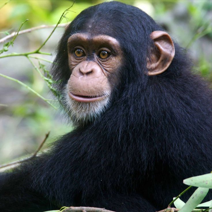 Gorilla Trekking in Uganda the guide — Uganda safari travel guide