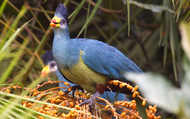Great Blue Turaco