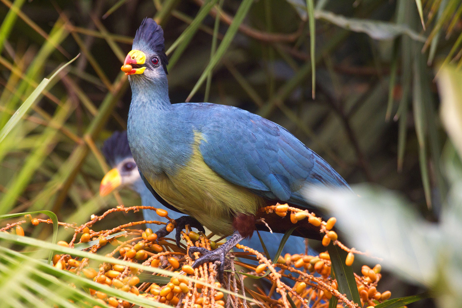 Great Blue Turaco
