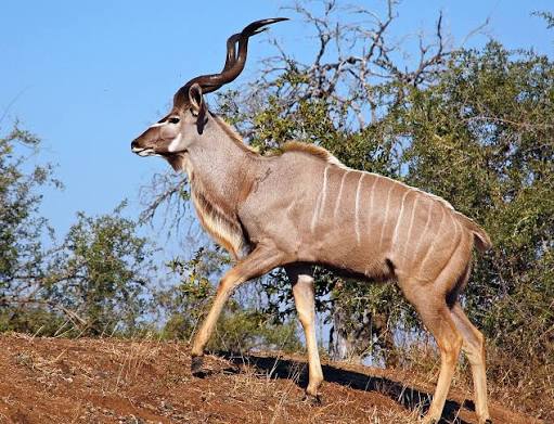 Greater Kudu
