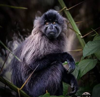 Grey-cheeked Mangabey