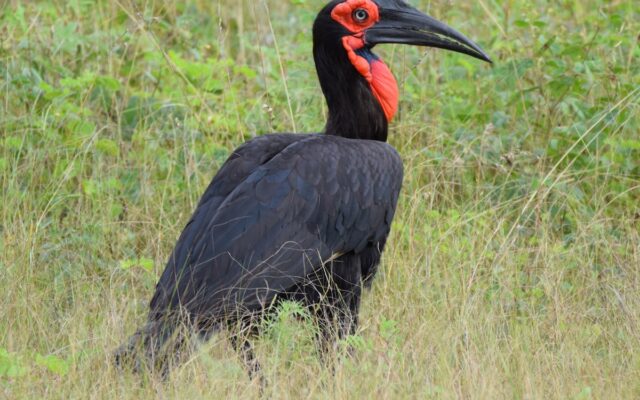 Ground Hornbill