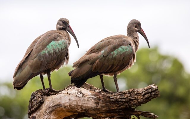 Hadada Ibis