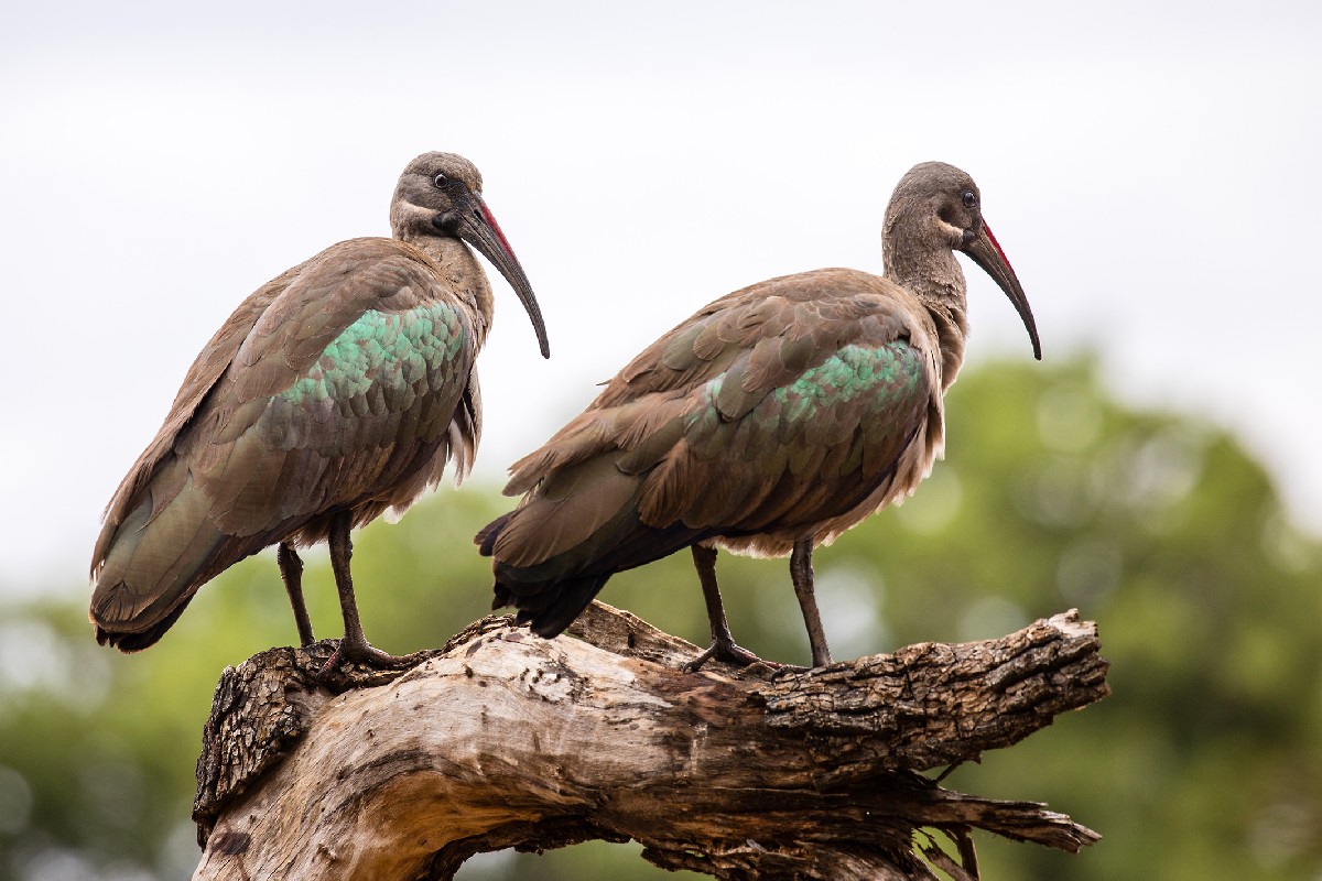 Hadada Ibis