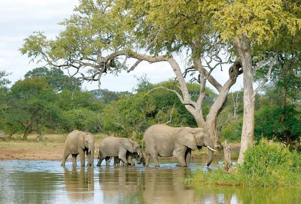 5-Day Timbavati Bush Adventure – All Inclusive Promotion