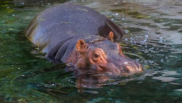 Hippopotamus