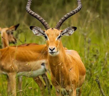 Impala