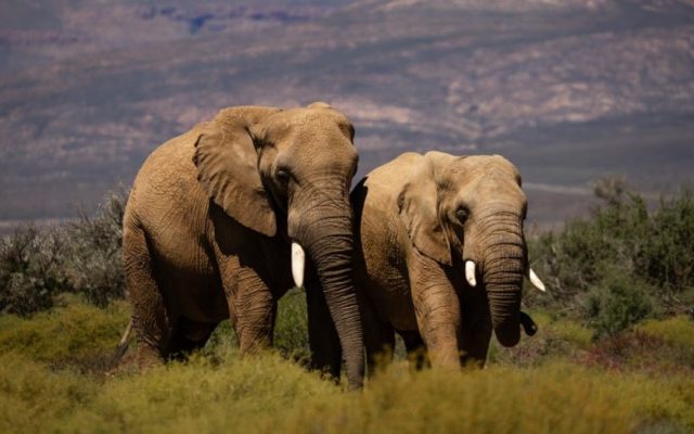 2-Day Big Five Inverdoorn Reserve from Cape Town