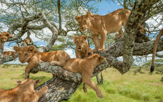 Ishasha Sector (Queen Elizabeth National Park)