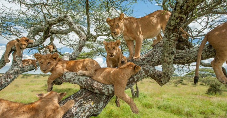 Ishasha Sector (Queen Elizabeth National Park)