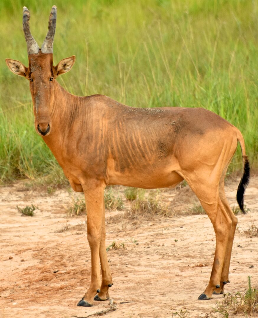 Jackson's Hartebeest
