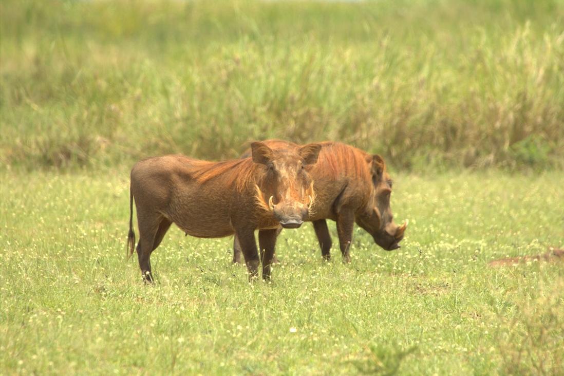 Kabwoya Wildlife Reserve