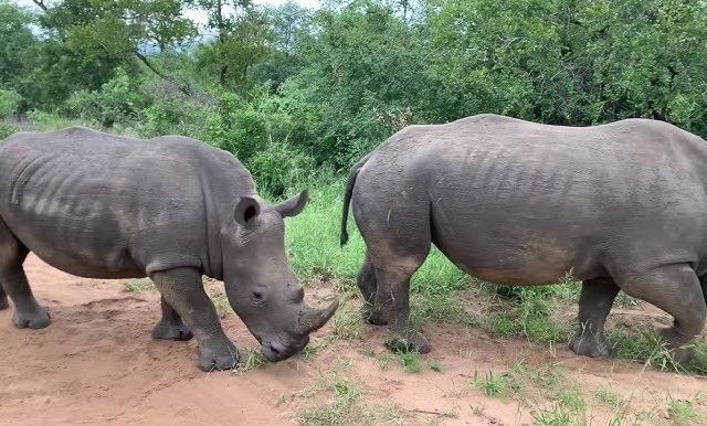 5-Day Kapama Buffalo Camp Safari