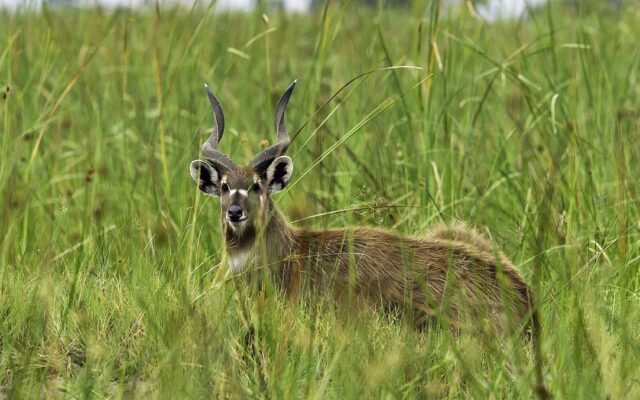 Katonga Wildlife Reserve