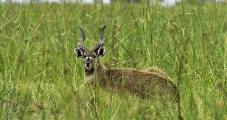 Katonga Wildlife Reserve