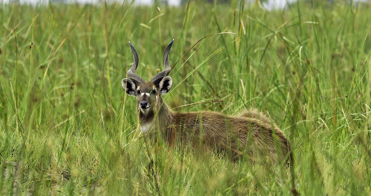 Katonga Wildlife Reserve