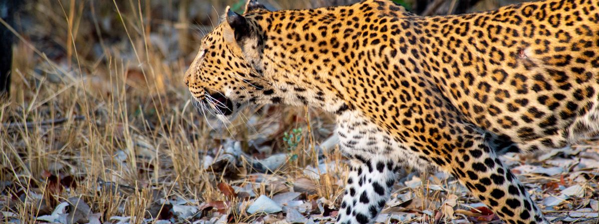 Khwai-Expeditions-Camp-leopard-roaming-the-wilderness
