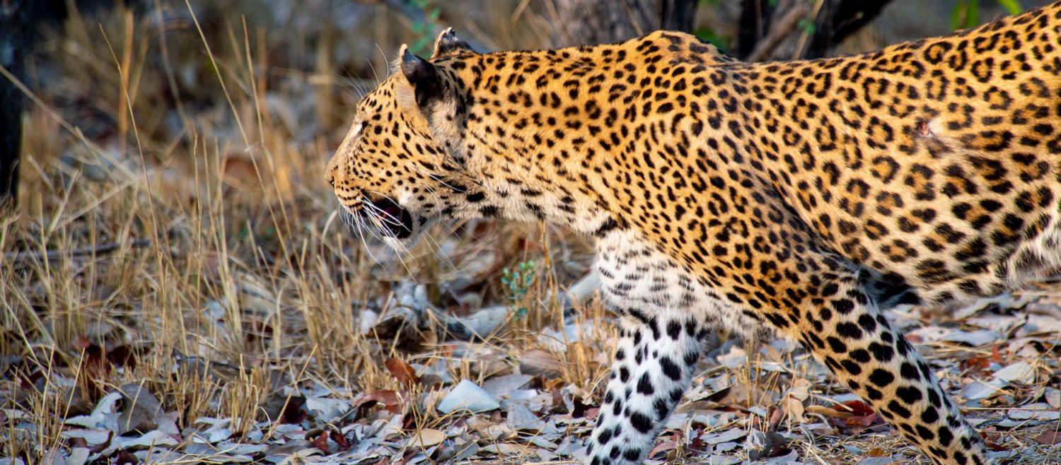 Khwai-Expeditions-Camp-leopard-roaming-the-wilderness