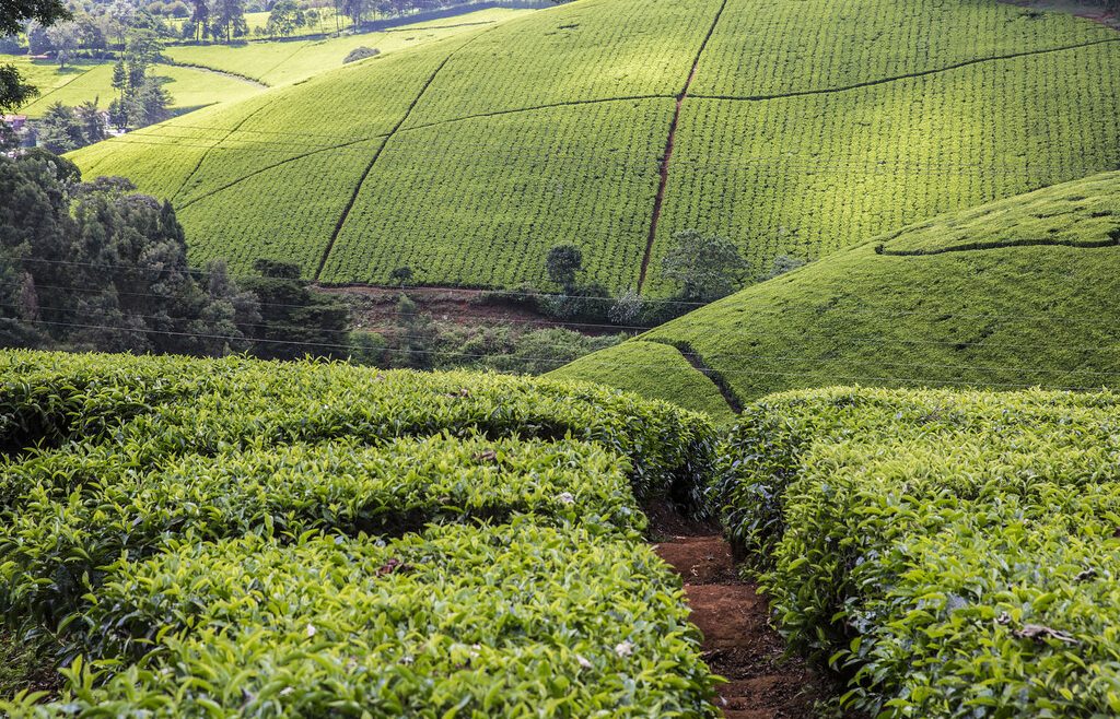 Kiambethu Tea Farm in Kenya