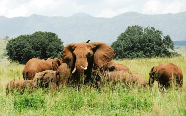 Kidepo Valley National Park