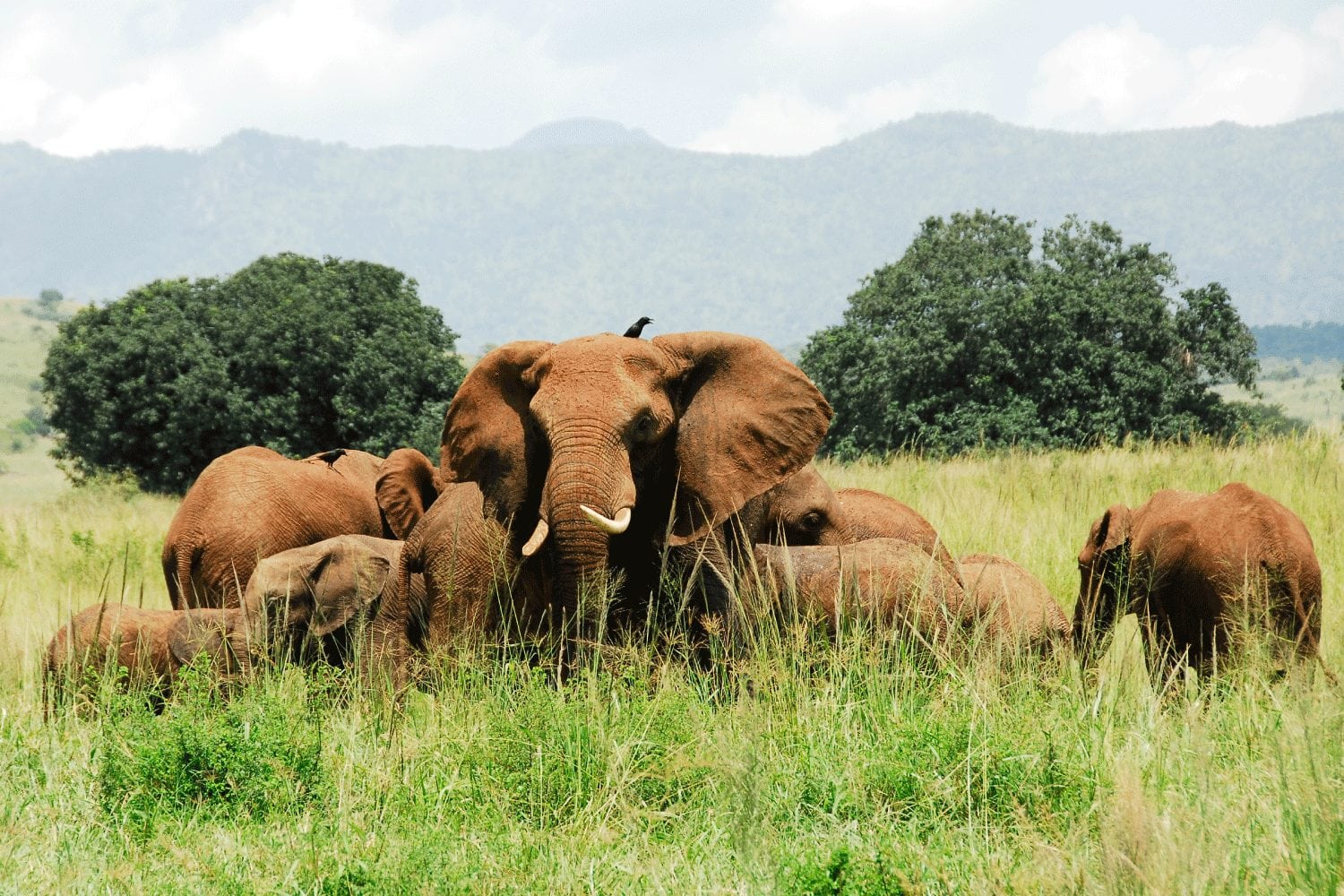 Kidepo Valley National Park