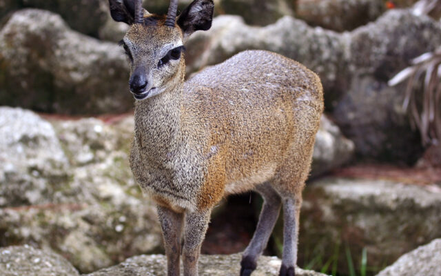 Klipspringer