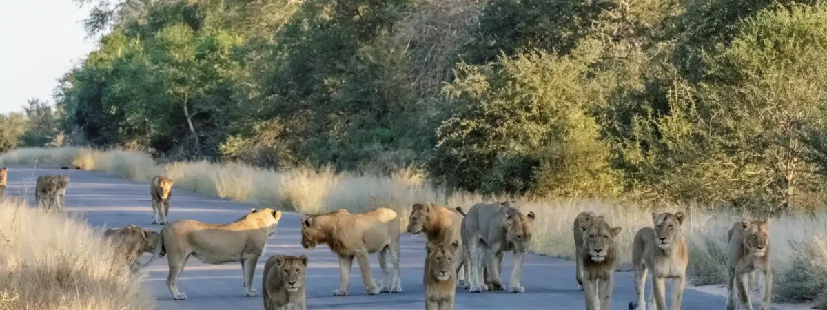 Kruger National Park