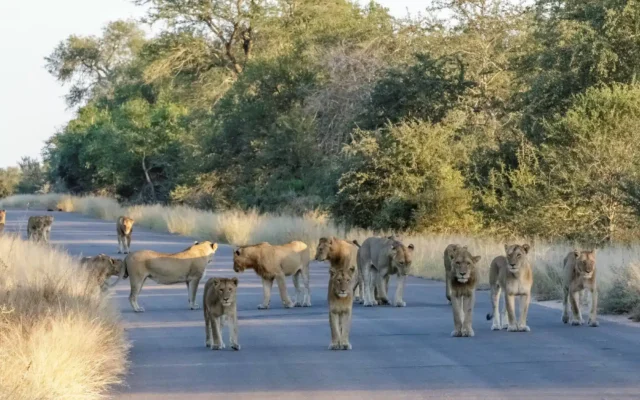 Kruger National Park