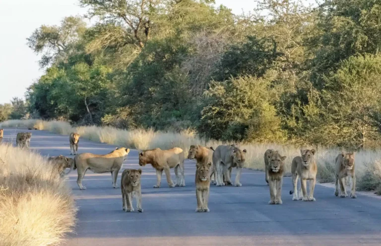 Kruger National Park
