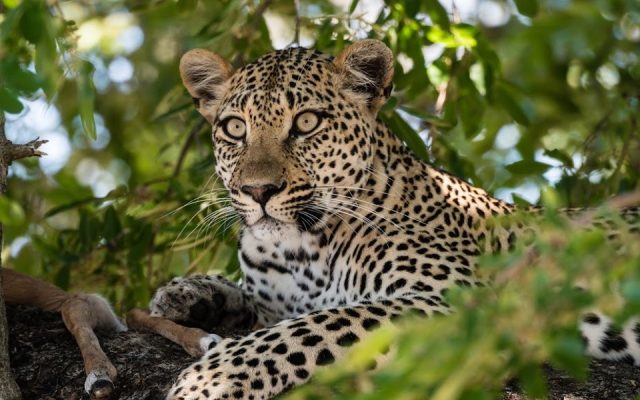 2-Day Kruger National Park Safari