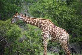 ½-Day Morning Game Drive