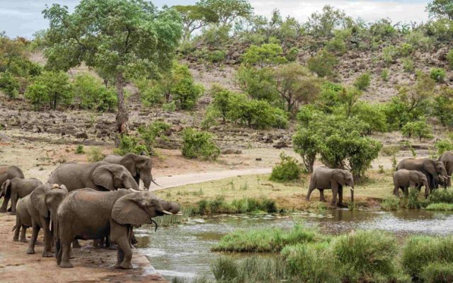 Kruger national park shuttle services