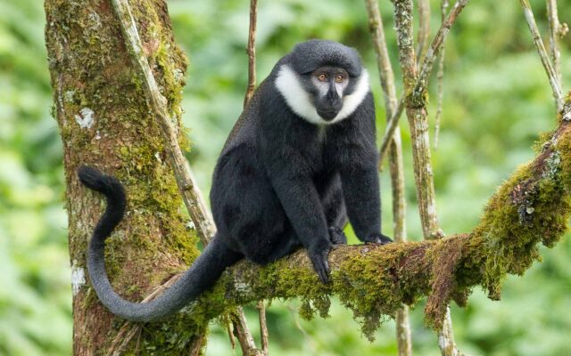 L’Hoest’s Monkey