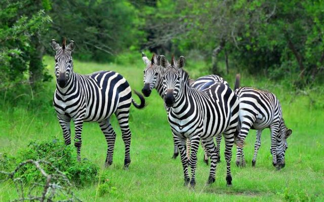 Lake Mburo National Park