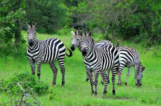 Lake Mburo National Park