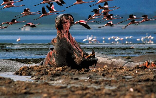 Lake Nakuru National Park