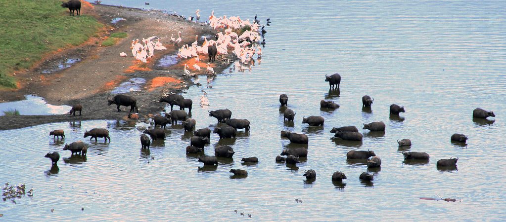 Laker Nakuru Wildlife