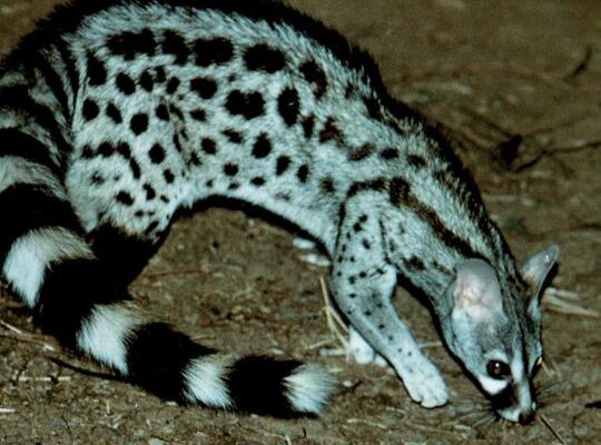 Large-spotted Genet