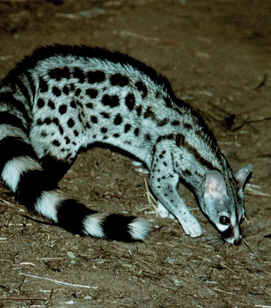 Large-spotted Genet