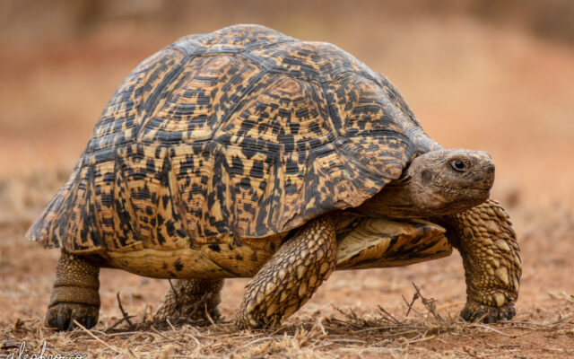 Leopard Tortoise