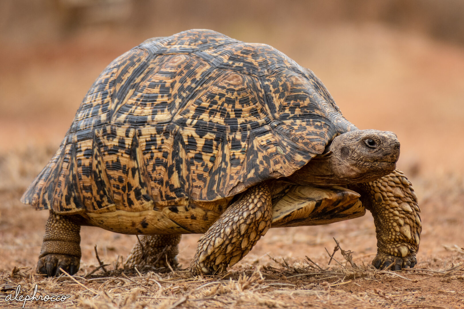 Leopard Tortoise